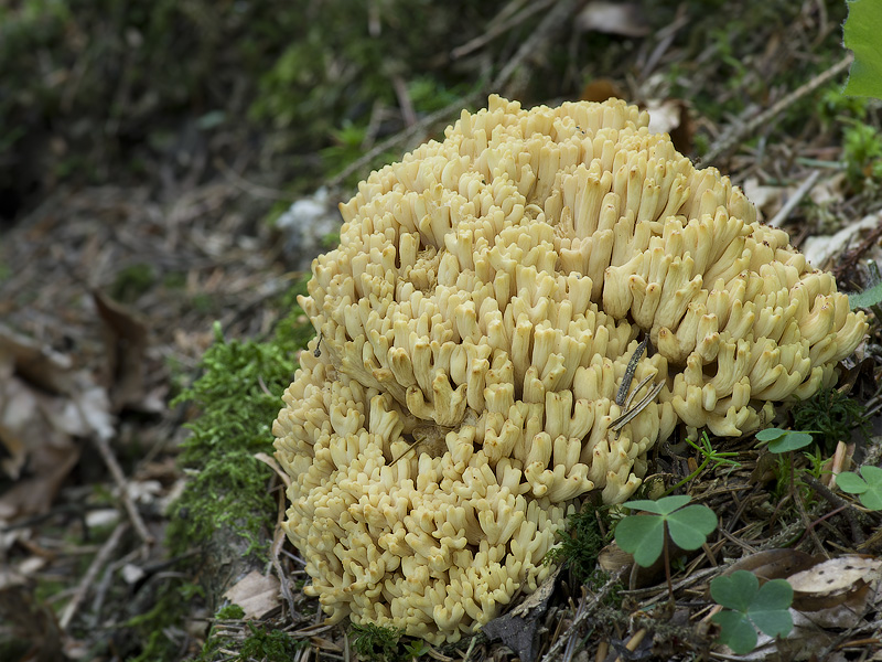 Ramaria flava